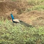 Discover the Beauty of Nature at Reshmika: Our Factory Home to a Peacock Haven!